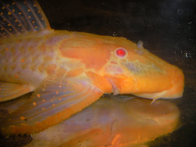 Acanthicus adonis ALBINO